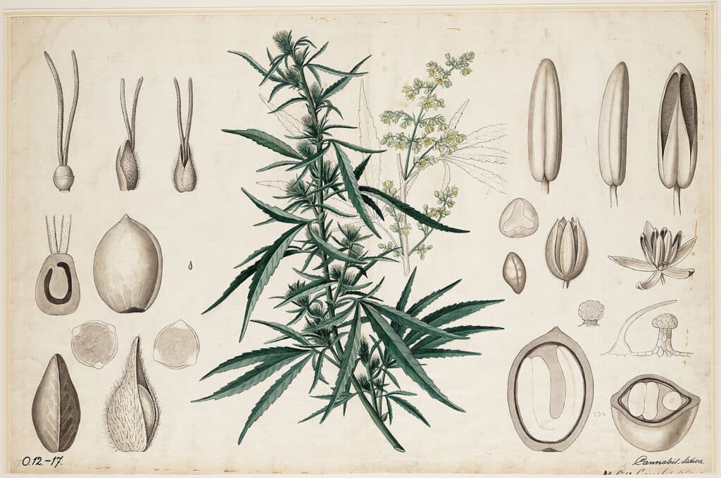 Cannabis Anatomy — placeholder image