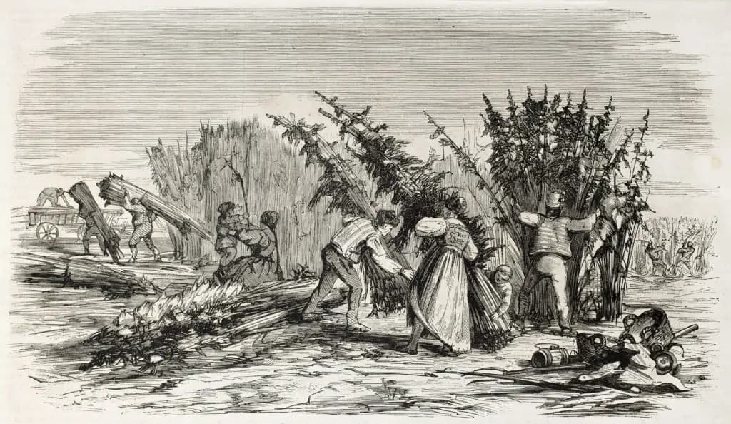 Antique botanical illustration of the cannabis plant