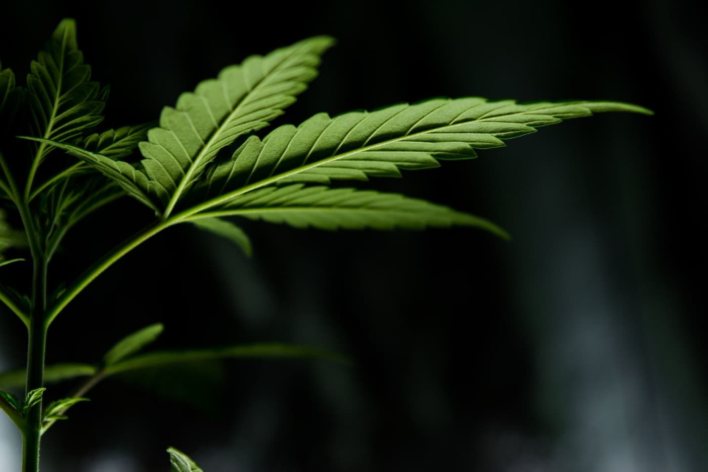 Cannabis flower close-up