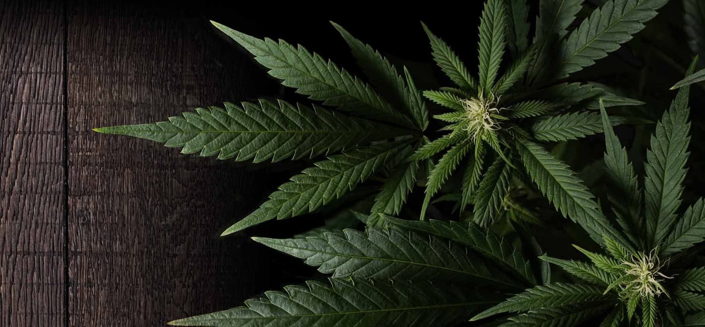 Sativa vs. Indica - Which Cannabis is Right For You?
