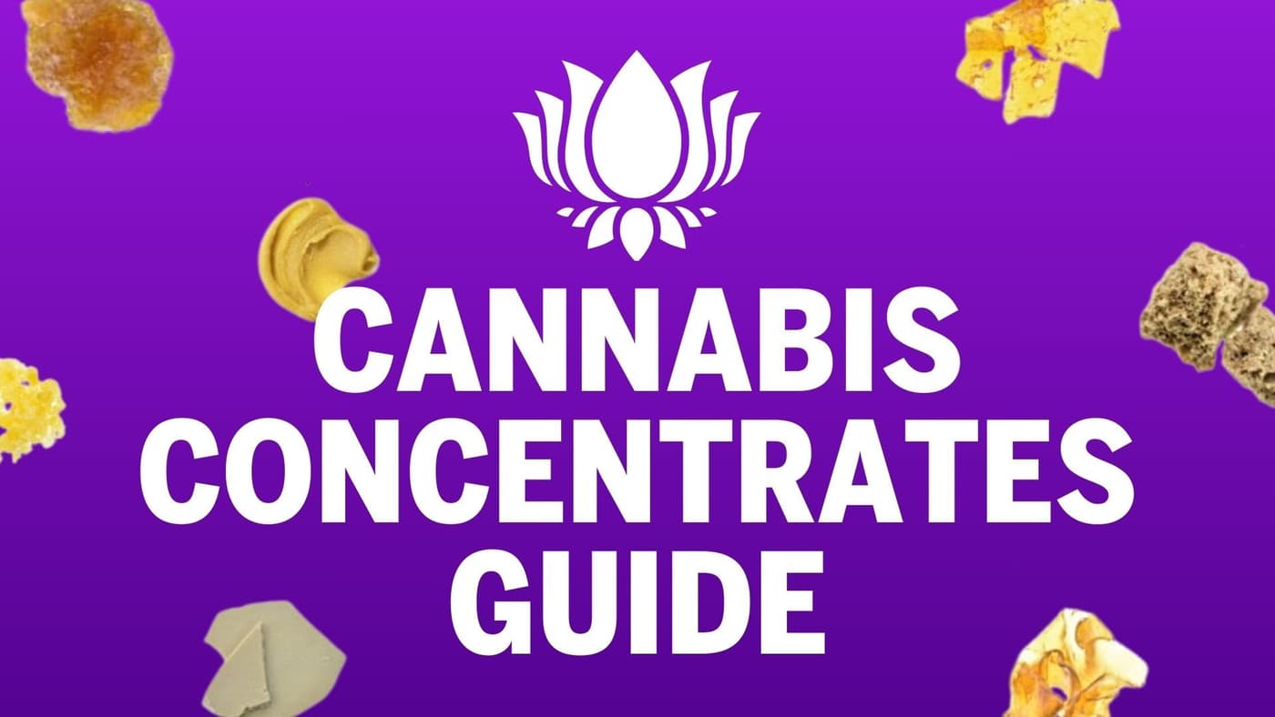 Cannabis Concentrates Guide: Wax, Shatter, Live Resin, and More 🧪
