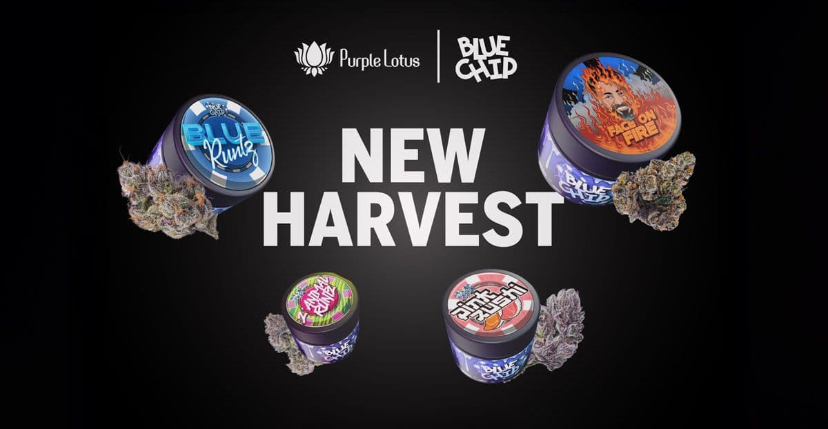 Blue Chip Look Book for the New Harvest