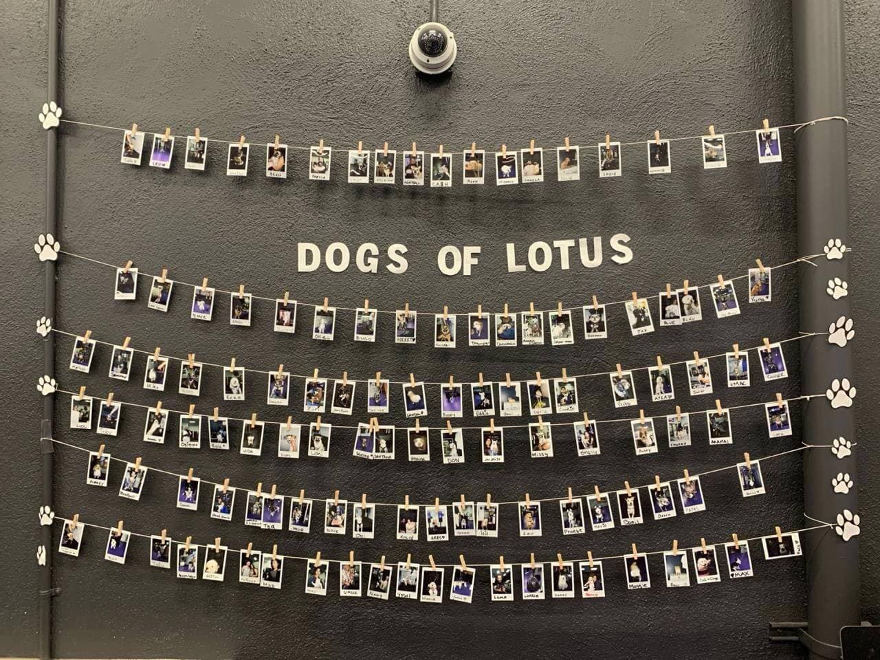 Pet-Friendly Cannabis Dispensary San Jose: Purple Lotus Welcomes Your Furry Family πΎ