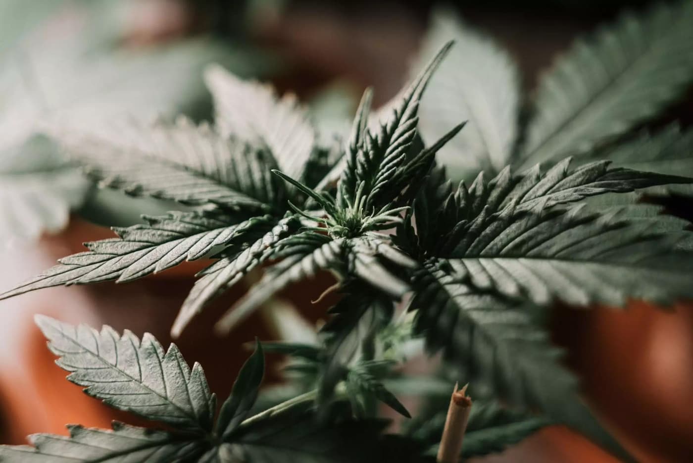 5 Things You Didn't Know About Cannabis Dispensaries