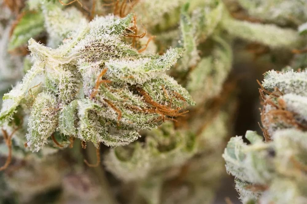 Indoor Vs. Outdoor Weed: Which Is Better?