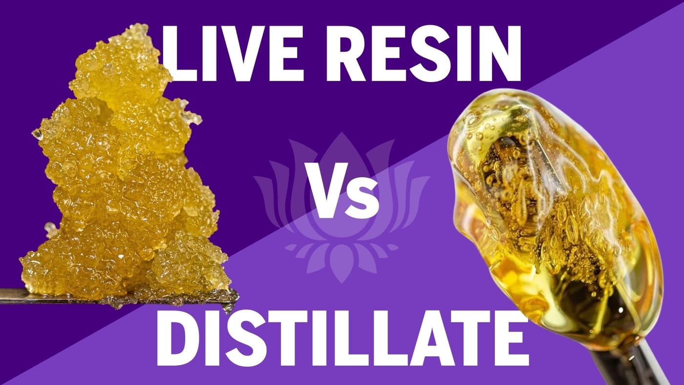 Live Resin vs Distillate: Understanding Premium Cannabis Concentrates 💎