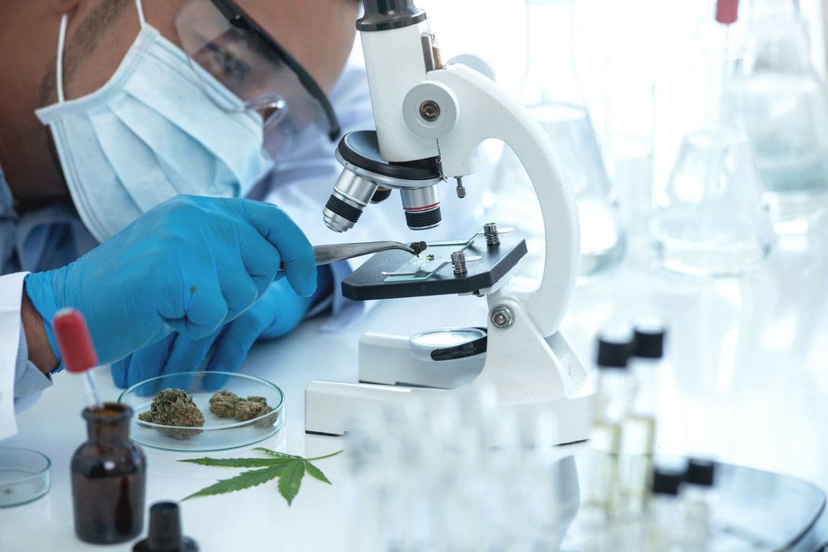 Cannabis Testing and Lab Results: Understanding Quality and Safety Standards 🧪