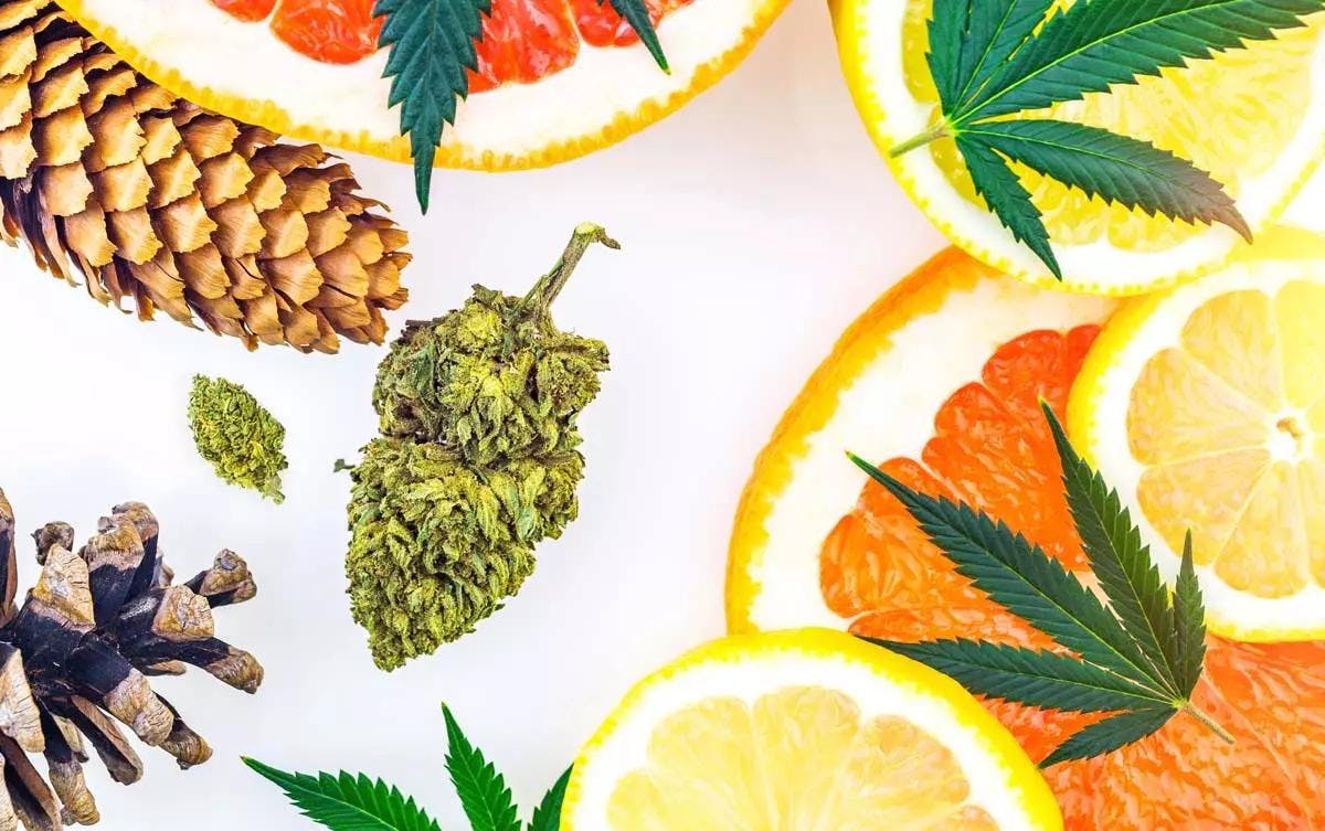 Top 5 Cannabis Terpenes