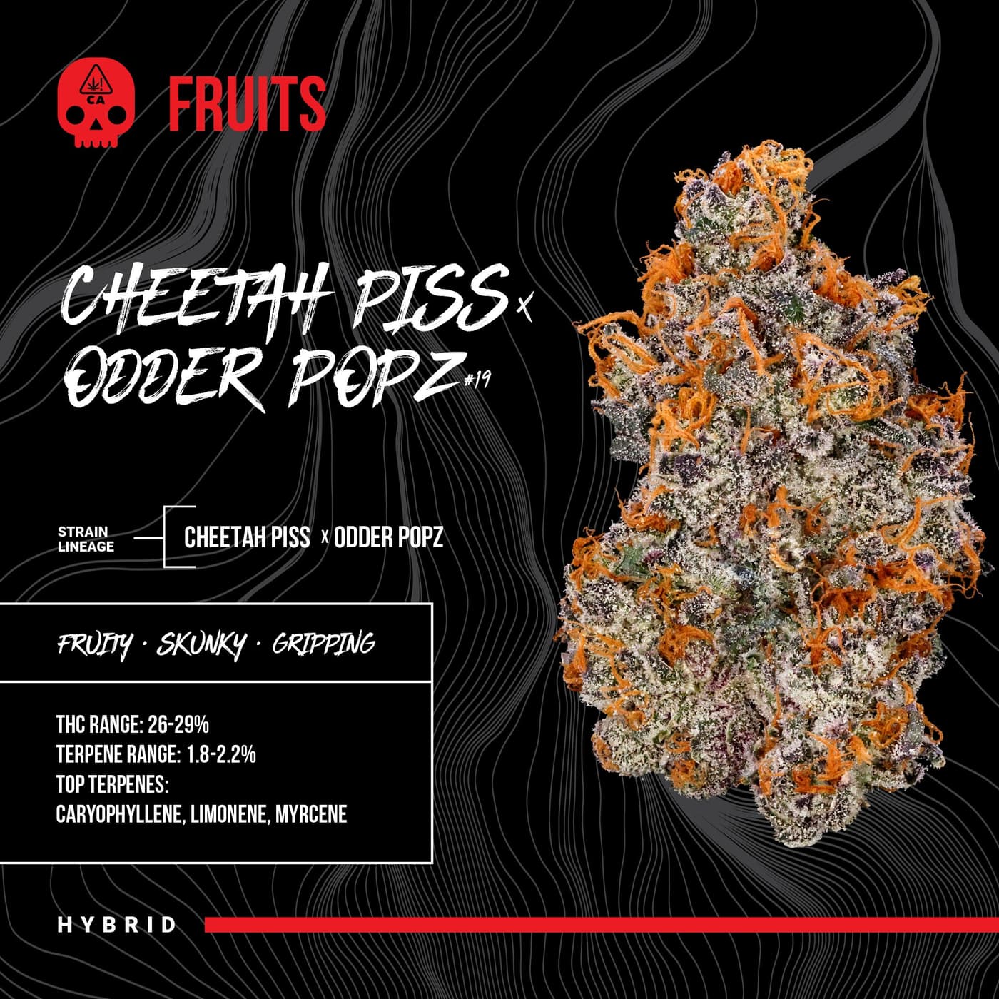 Cheetah Piss x Odder Popz #19
